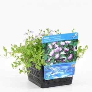Mazus reptans