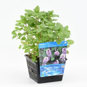 Mentha aquatica