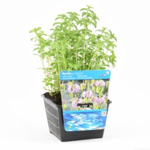 Mentha pulegium