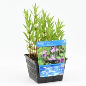 Mimulus ringens