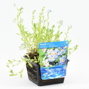 Myosotis palustris