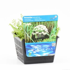 Oenanthe aquatica