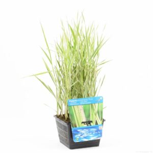 Phalaris arund. Picta