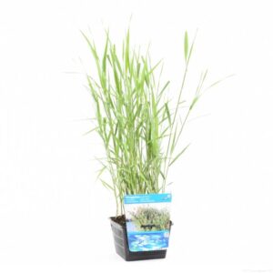 Phragmites australis