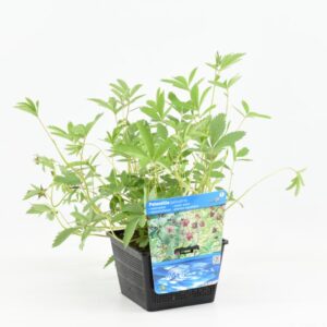 Potentilla palustris