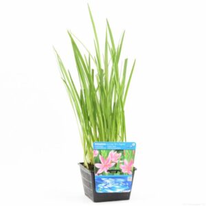 Schizostylis c.Mrs Hegarty
