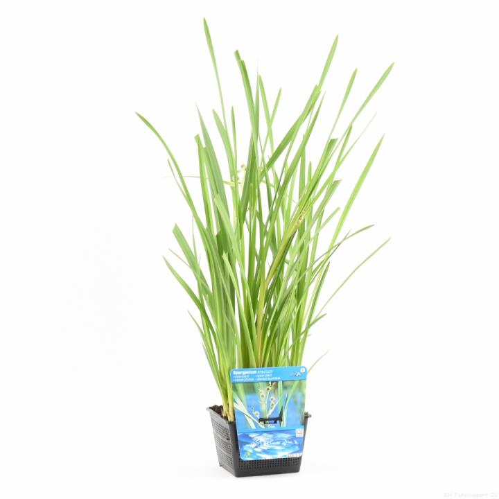 Sparganium erectum 1 Sparganium erectum
