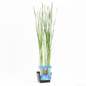 Typha angustifolia