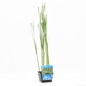Typha latifolia