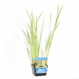 Acorus calamus Variegatus