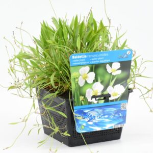 Baldellia ranunculoides