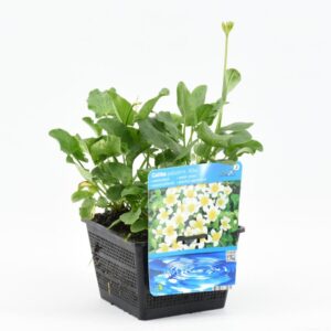 Caltha palustris alba