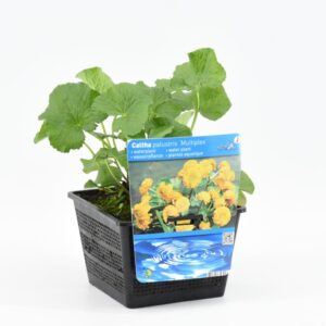 Caltha palustris Multiplex