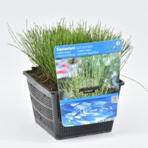 Equisetum scirpoides