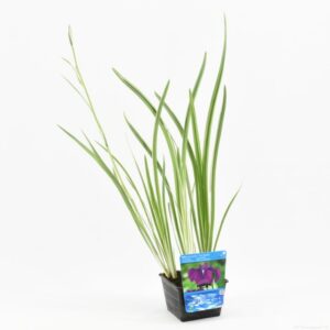 Iris kaempferi Variegata