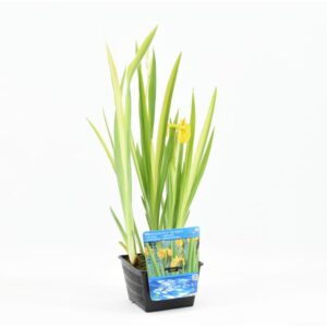 Iris pseudac. Variegata