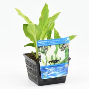 Lysichiton camtschatcensis