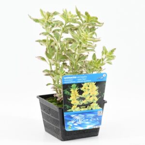 Lysimachia Variegata
