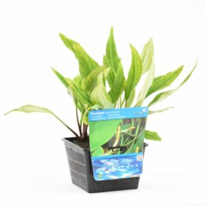 Orontium aquaticum