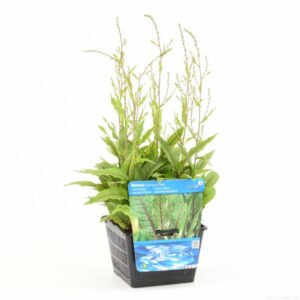 Rumex sanguineus