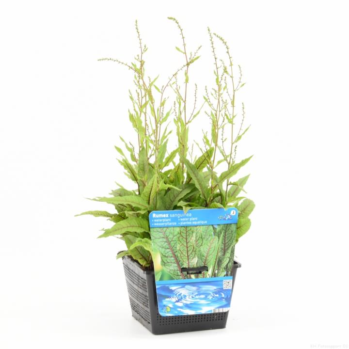 Rumex sanguineus 1 Rumex sanguineus