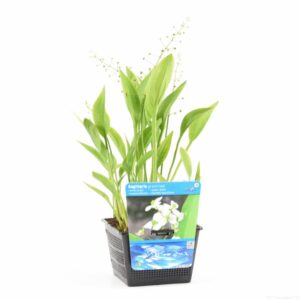 Sagittaria graminea