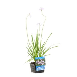 Tulbaghia violance