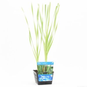Typha latifolia Variegata