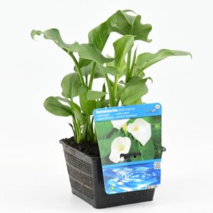 Zantedeschia aethiopica