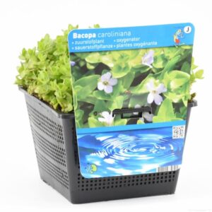 Bacopa caroliniana