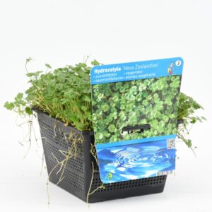 Hydrocotyle novae-zelandiae