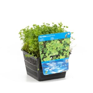 Marsilea quadrifolia