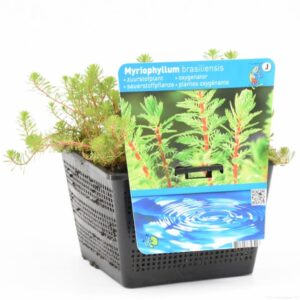 Myriophyllum brasiliensis