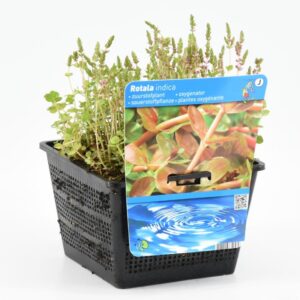 Rotala indica