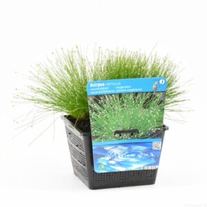 Scirpus cernuus
