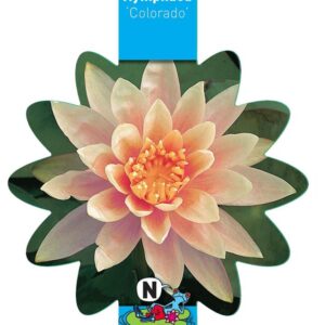Nymphaea Colorado