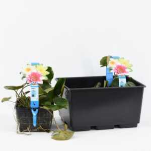 Nymphaea mix Trio