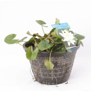 Vesiroos valge 40 cm korvis