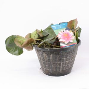 Vesiroos punane 40 cm korvis