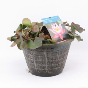 Vesiroos roosa 40 cm korvis