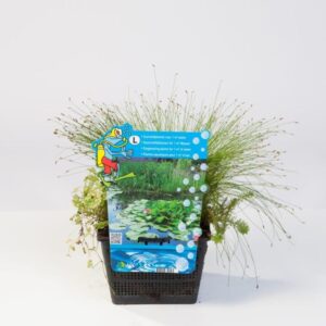 Hapnikutaimede MIX 1 m2 kohta