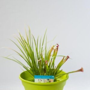 Terrassi tiik 40 cm laim koos segukorviga