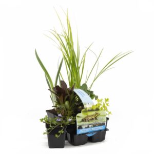 Kuuspakk Teema Hapnik