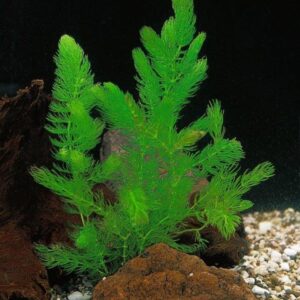 Ceratophyllum demersum