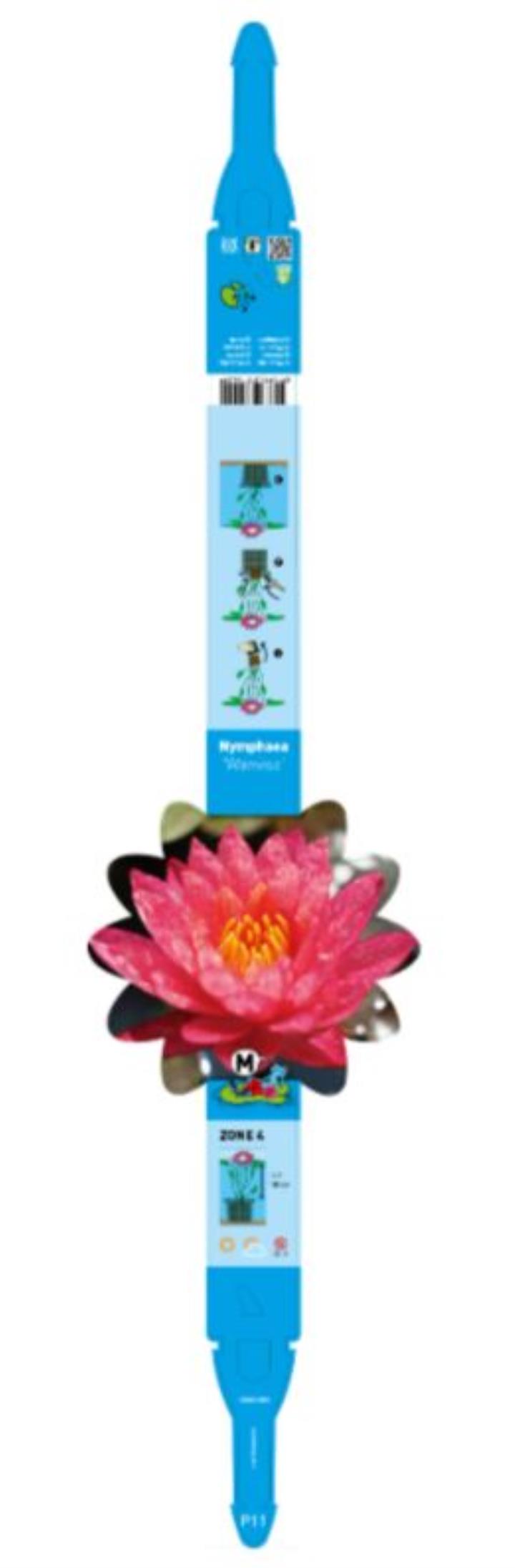 Nymphaea Wanvisa 2 Nymphaea Wanvisa - Pilt 2