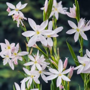 Schizostylis c. Alba