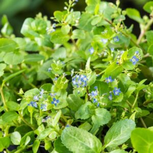 Veronica beccabunga
