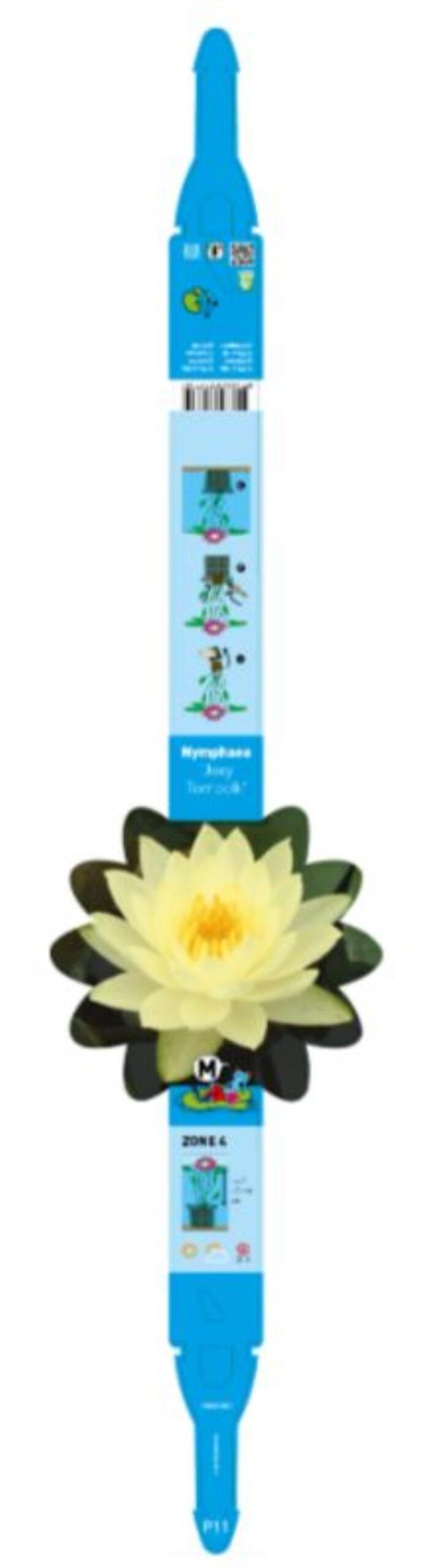 Nymphaea Joey Tomocik 2 Nymphaea Joey Tomocik - Pilt 2