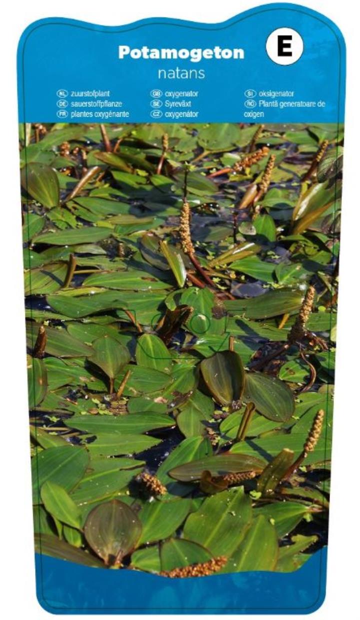 Potamogeton natans 2 Potamogeton natans - Pilt 2