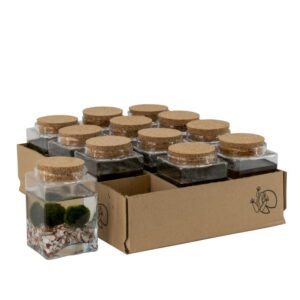 Marimo x ristkülikukujuline H12 cm läbimõõt 8 cm